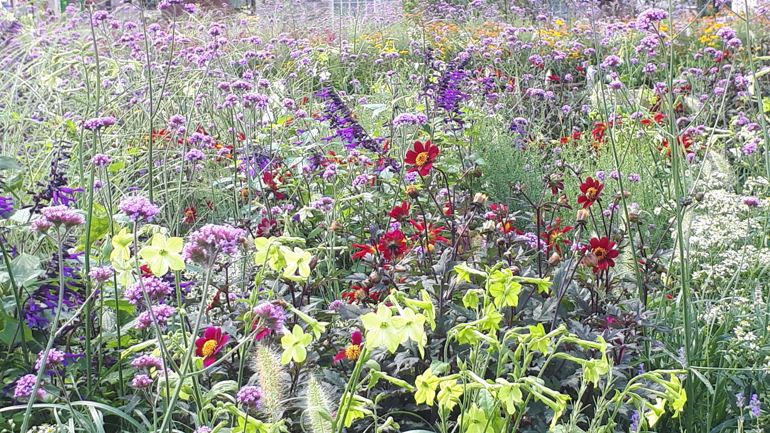 Sensory Garden Meadows