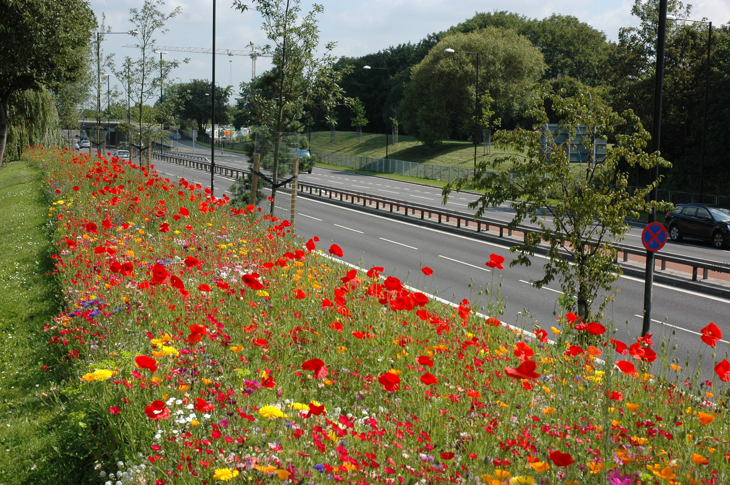 Road Verge Planted with A Mix of Flower Species.