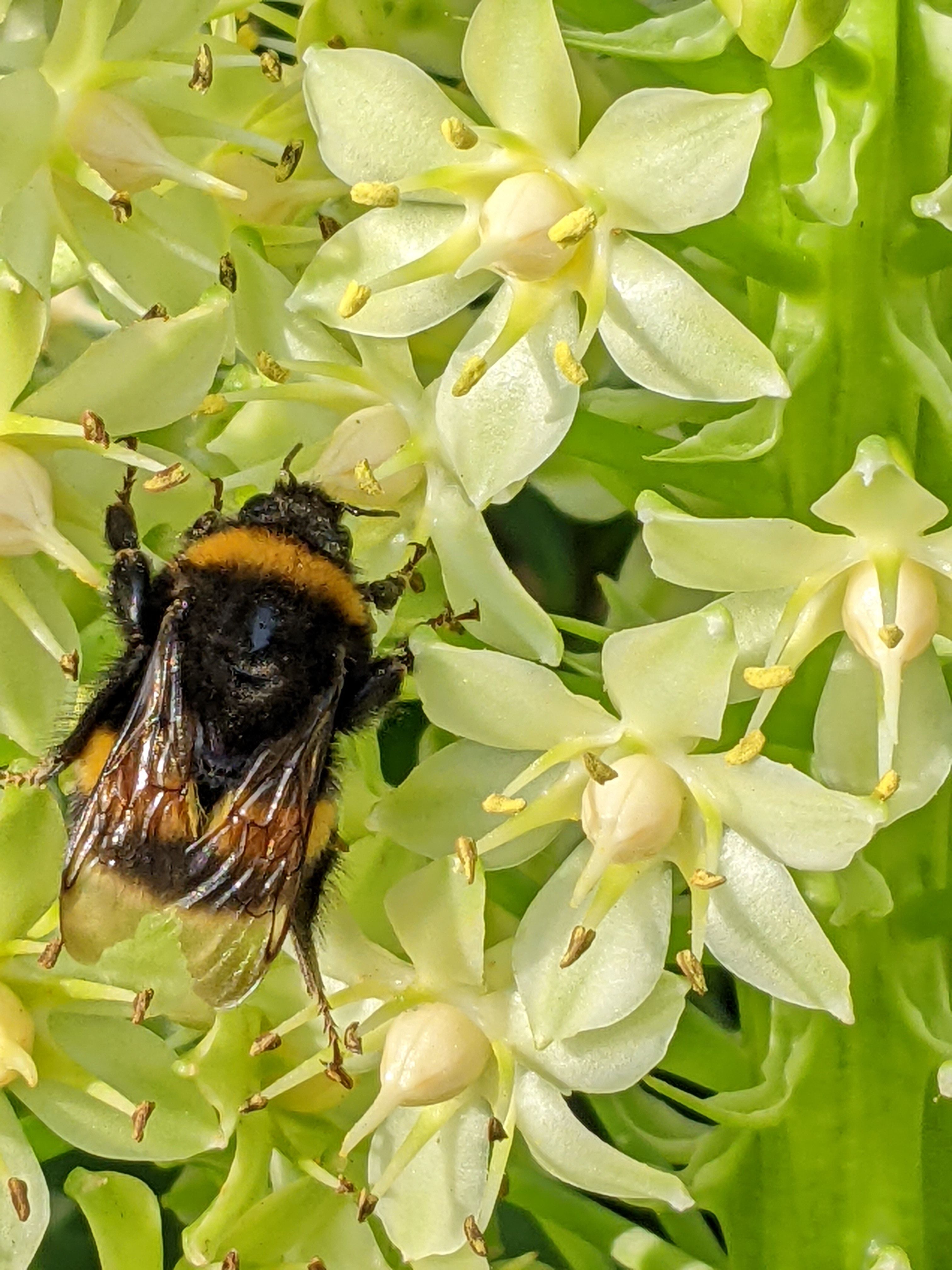Bumble Bee on Pineapple Lily[98]